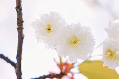 気多の白菊桜