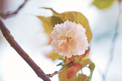 阿岸小菊桜